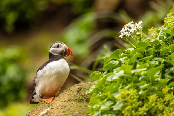 Papegaaiduiker - Puffin IJsland