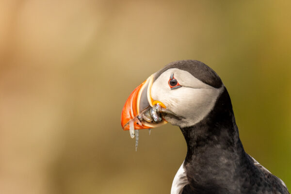 Papegaaiduiker - Puffin - IJsland