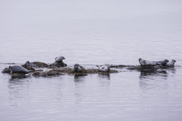 Seals IJsland