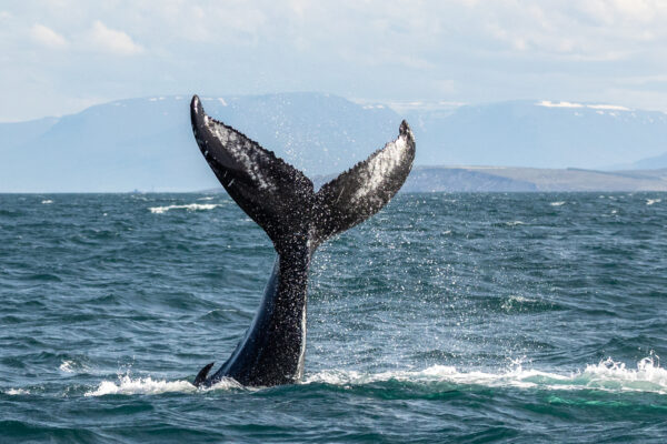 Whale watching Iceland