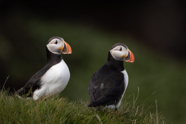 Puffins Drangey IJsland-23