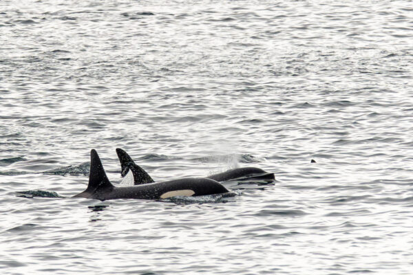Orka's IJsland-2