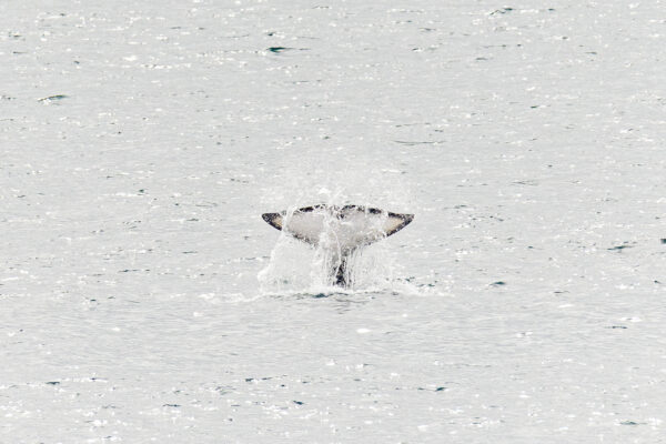 Orka's IJsland