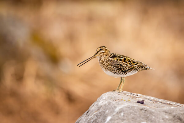 Vogels - IJsland-2