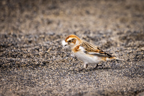 Vogels - IJsland-4