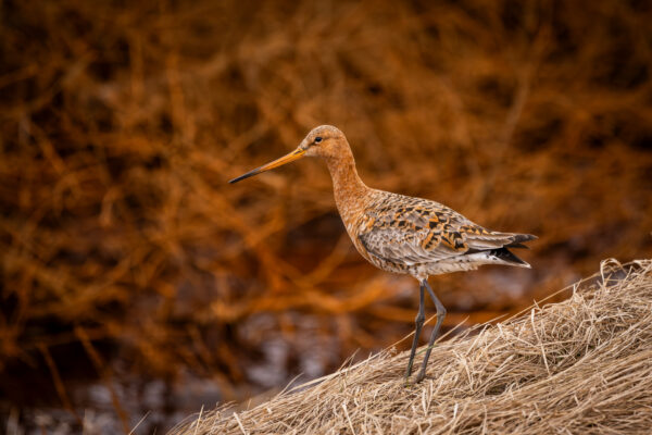 Vogels, IJsland-6