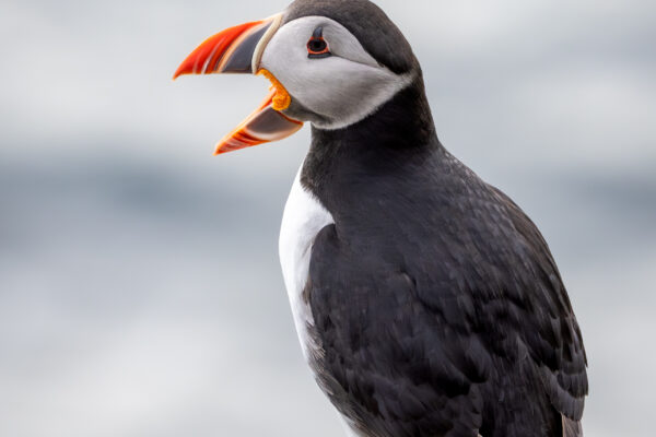 Westfjorden-90