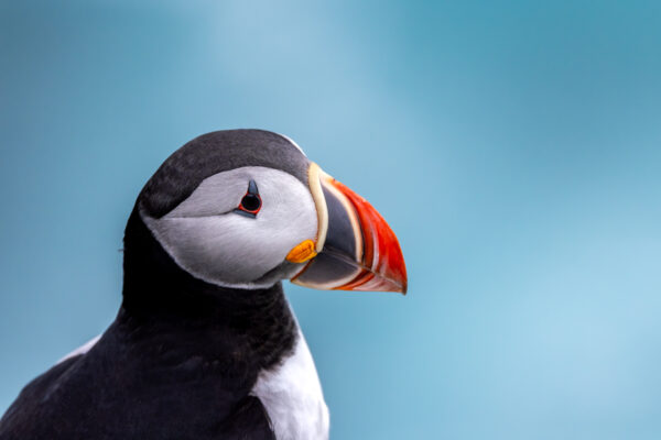 Westfjorden-96