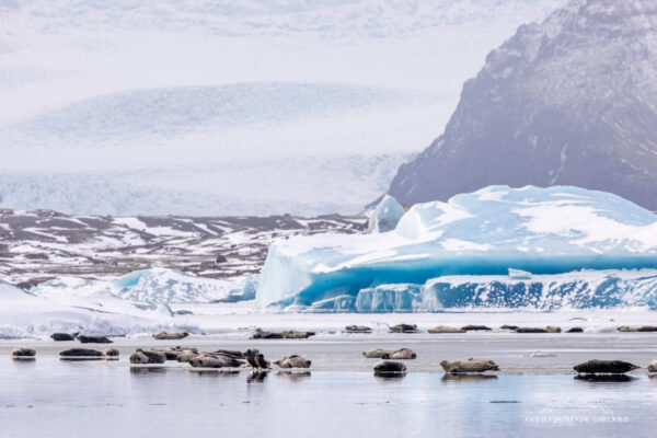 Winter en noorderlichtreis feb 2026-38