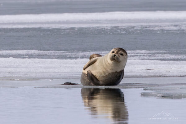 Winter en noorderlichtreis feb 2026-40