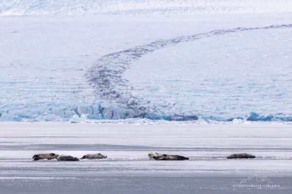 Winter en noorderlichtreis feb 2026-42