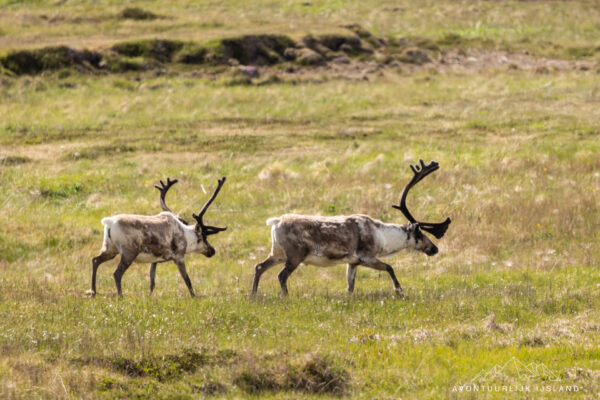 Avontuurlijk Rondje IJsland-28