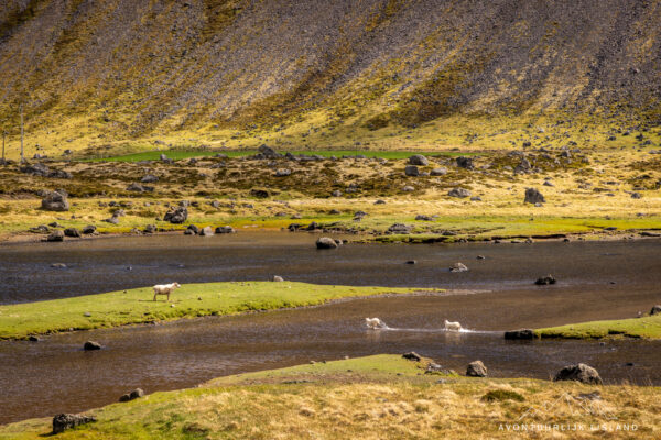 Westfjorden - Sneafellsnes reis IJsland-28