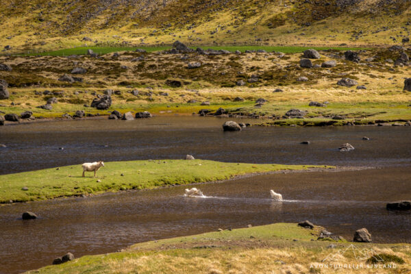 Westfjorden - Sneafellsnes reis IJsland-29