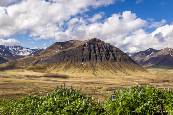 Westfjorden - Sneafellsnes reis IJsland-33