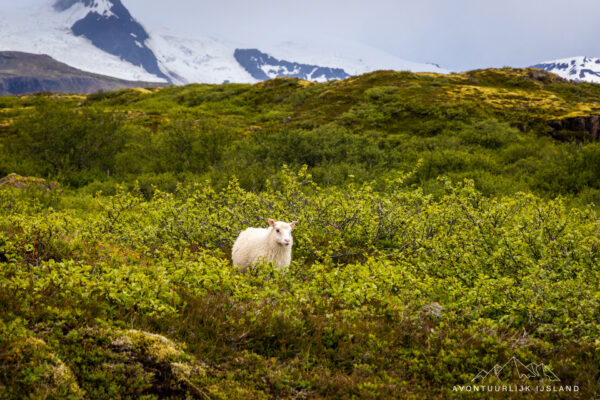Zomerreis binnenland IJsland-114